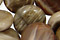 Russian Fossil Stone Beads