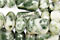 Tree Agate Beads