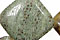Green Snakeskin Beads