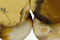 Yellow Conglomerate Jasp. Beads