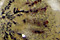 Artistic Jasper Cabochons