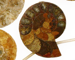 Ammonite Sliced Fossil Drops 27-38x26-40mm