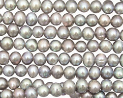 Silver Peacock Potato 4.5-5mm