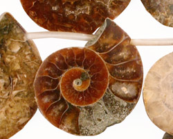 Ammonite Sliced Fossil Drops 12-26x21-34mm