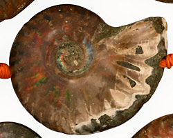 Ammonite Fossil Pieces Graduated 28-53x22-42mm