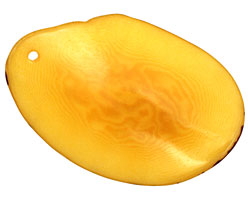 Tagua Nut Gold Potato Chip 30-37x37-47mm