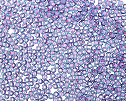 TOHO Aqua (with Bubble Gum Pink Lining) Round 11/0 Seed Bead