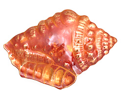 Patricia Healey Copper Conch Shell Pendant 75x50mm