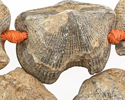 Shell Fossil Freeform Nugget Graduated 13-35x11-31mm