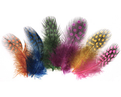 Bright Assortment Guinea Hen Feather 76-101mm