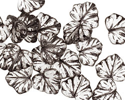 Czech Glass Black Diamond Maple Leaf 10x13mm