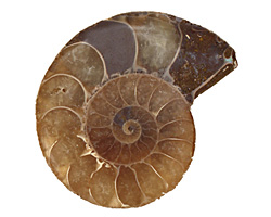 Ammonite Fossil Pendant 34-40x42-48mm