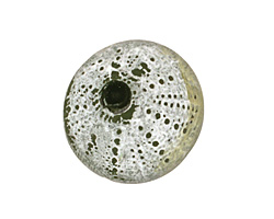 Humble Beads Polymer Clay Green Small Sea Urchin 22-23mm