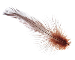 Chestnut Neck Hackle Feather 100-152mm