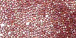 TOHO Gold Lustered Marionberry Round 11/0 Seed Bead