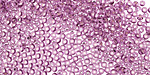 TOHO Light Grape (with Silver Lining) Round 11/0 Seed Bead