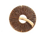 Saki Bronze Radiant Toggle 31mm, 27mm bar