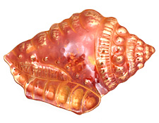 Patricia Healey Copper Conch Shell Pendant 75x50mm