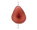 Tagua Nut Rhubarb Banana Chip 22-29x16-22mm