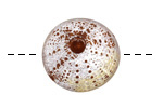 Humble Beads Polymer Clay Gold Small Sea Urchin 22-23mm