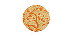 Lillypilly Orange Cherry Blossom Anodized Aluminum Disc 19mm, 24 gauge