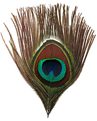 Peacock Eye Feather 80-100mm