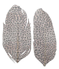Leopard Printed Feathers