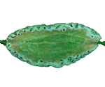 Grass Green Agate Natural Edge Freeform Faceted Slab 40-60x22-27mm