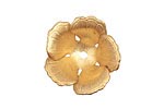 Brass 5 Petal Flower Bead Cap 9x23mm