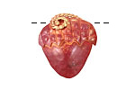 Patricia Healey Copper Acorn Charm 22-23x26-27mm