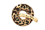 Saki Bronze Fireburst Toggle Clasp 28mm, 28mm bar