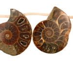 Ammonite Sliced Fossil Drops 12-26x21-34mm