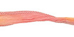 Pineapple Pink Hand Dyed 100% Silk Ribbon 1/2"