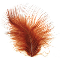 Chestnut Marabou Feather 100-152mm
