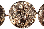 Turritella Agate Puff Coin 28-30mm