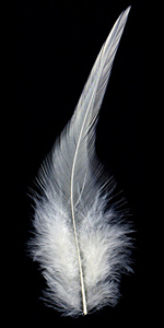 Ivory Neck Hackle Feather 100-152mm