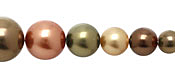Harvest Shell Pearl Mix Graduated Round 8-16mm
