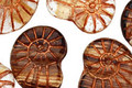 Czech Glass Latte Swirl w/ Copper Ammonite 20x13mm