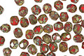 Czech Fire Polished Glass Opaque Red Picasso Round 4mm