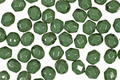 Czech Fire Polished Glass Coated Opaque Pea Green Round 4mm