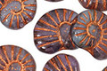 Czech Glass Copper Indigo Ammonite 20x13mm