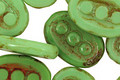 Czech Glass Apple Picasso Dotted Window Oval 18x13mm