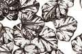 Czech Glass Black Diamond Maple Leaf 10x13mm