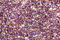 TOHO Rainbow Rosaline (with Opaque Purple Lining) Round 15/0 Seed Bead