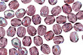 Czech Fire Polished Glass Amethyst AB Round 3mm