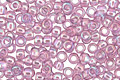 TOHO Transparent Rainbow Light Amethyst Round 11/0 Seed Bead