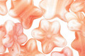 Czech Glass Cherry Blossom 2-Hole Flower 11x13mm