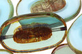 Czech Glass Sapphire Sky Mix Carved Oval 26x15mm