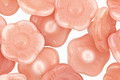 Czech Glass Cherry Blossom Flower Button 12x7mm