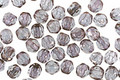 Czech Fire Polished Glass Luster Round 3mm